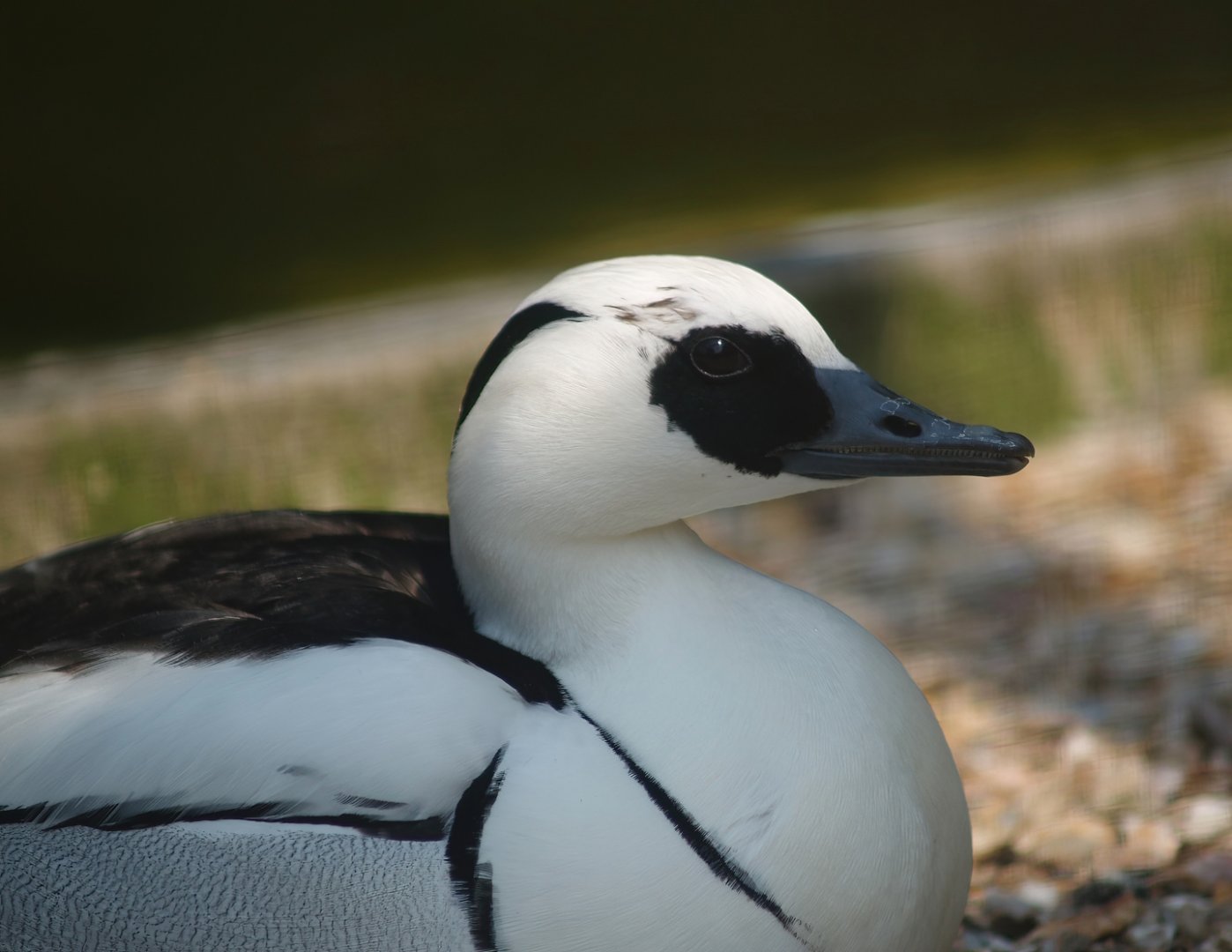 Zwin Bird Park (Now closed and demolished) -  Smew (Mergellus albellus), 2007-04-22