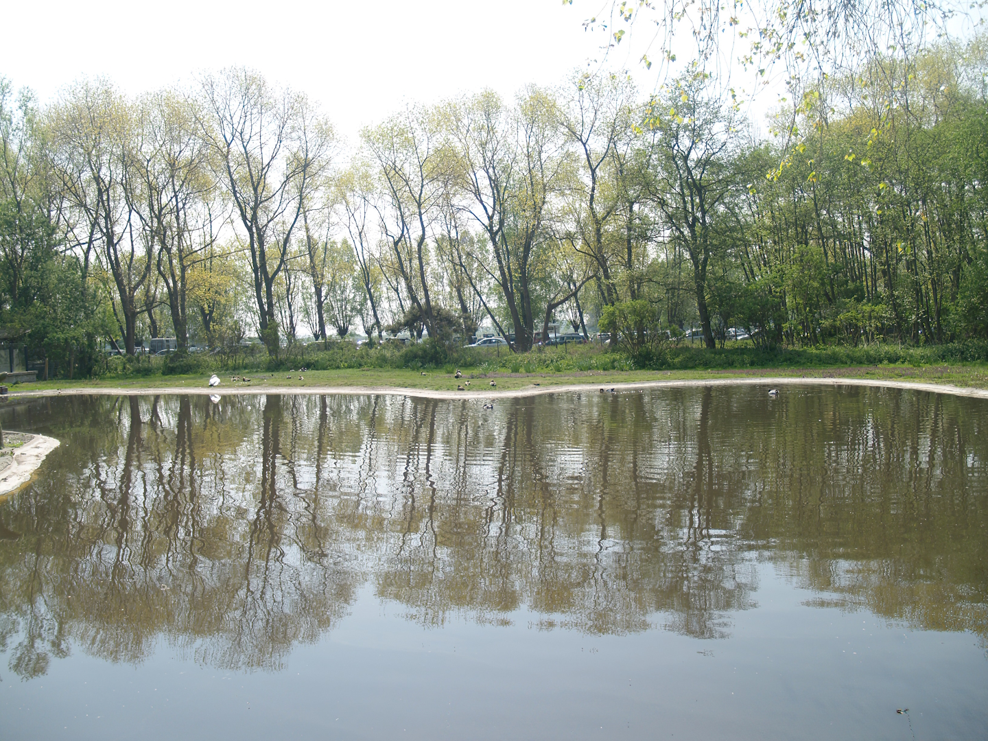 Zwin Bird Park (Now closed and demolished) - Swan and duck exhibit, 2007-04-22