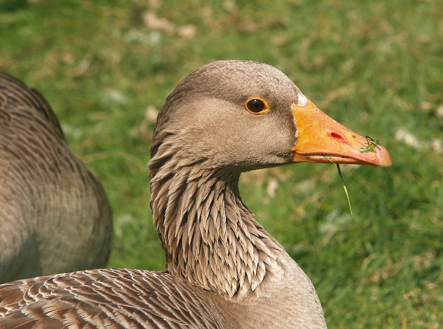 Zwin Bird Park (Now closed and demolished) - Western greylag goose (Anser anser anser), 2007-04-22