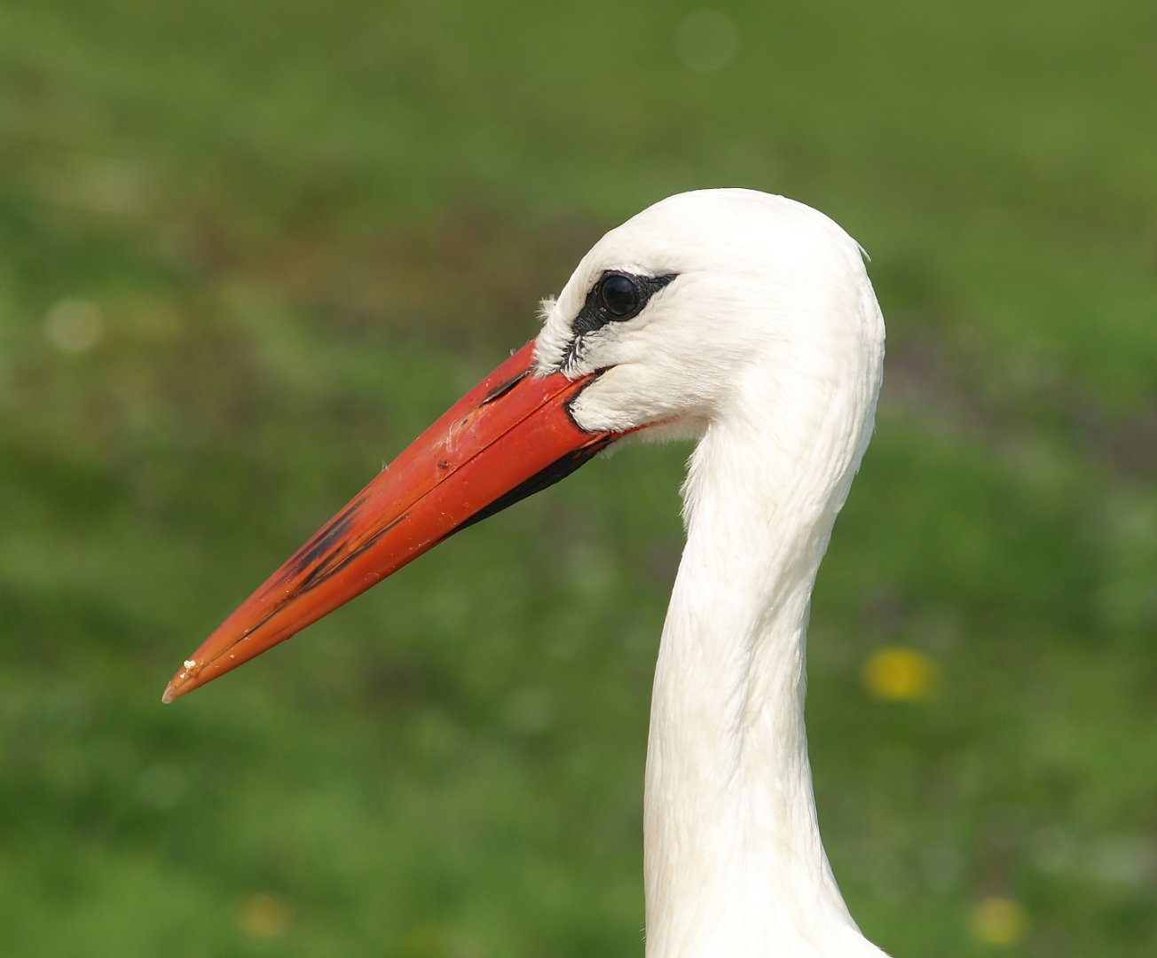 Zwin Nature Reserve - European white stork (Ciconia ciconia), 2007-04-22
