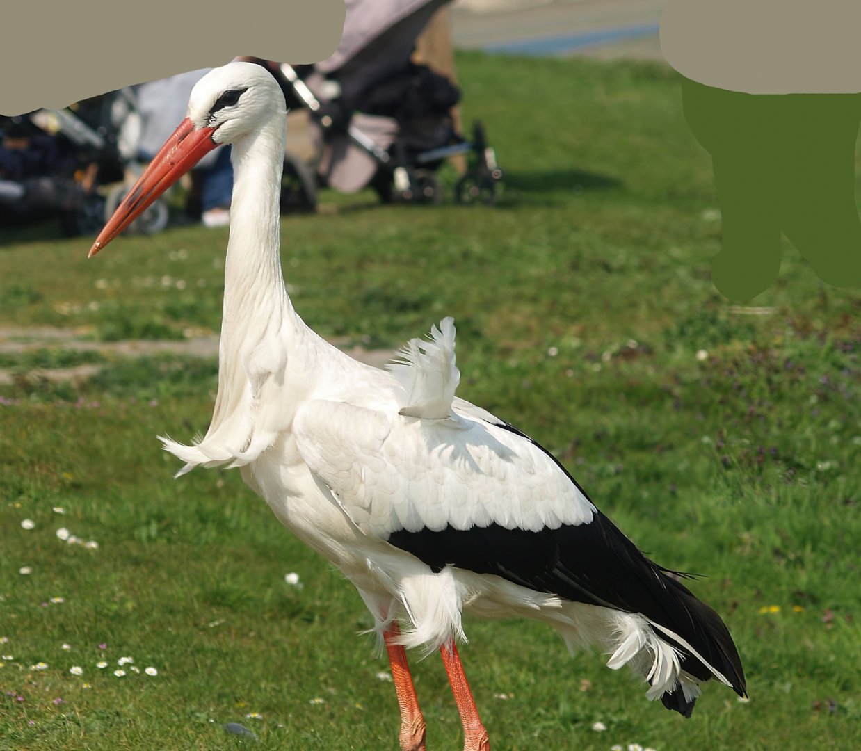 Zwin Nature Reserve - European white stork (Ciconia ciconia),, 2007-04-22