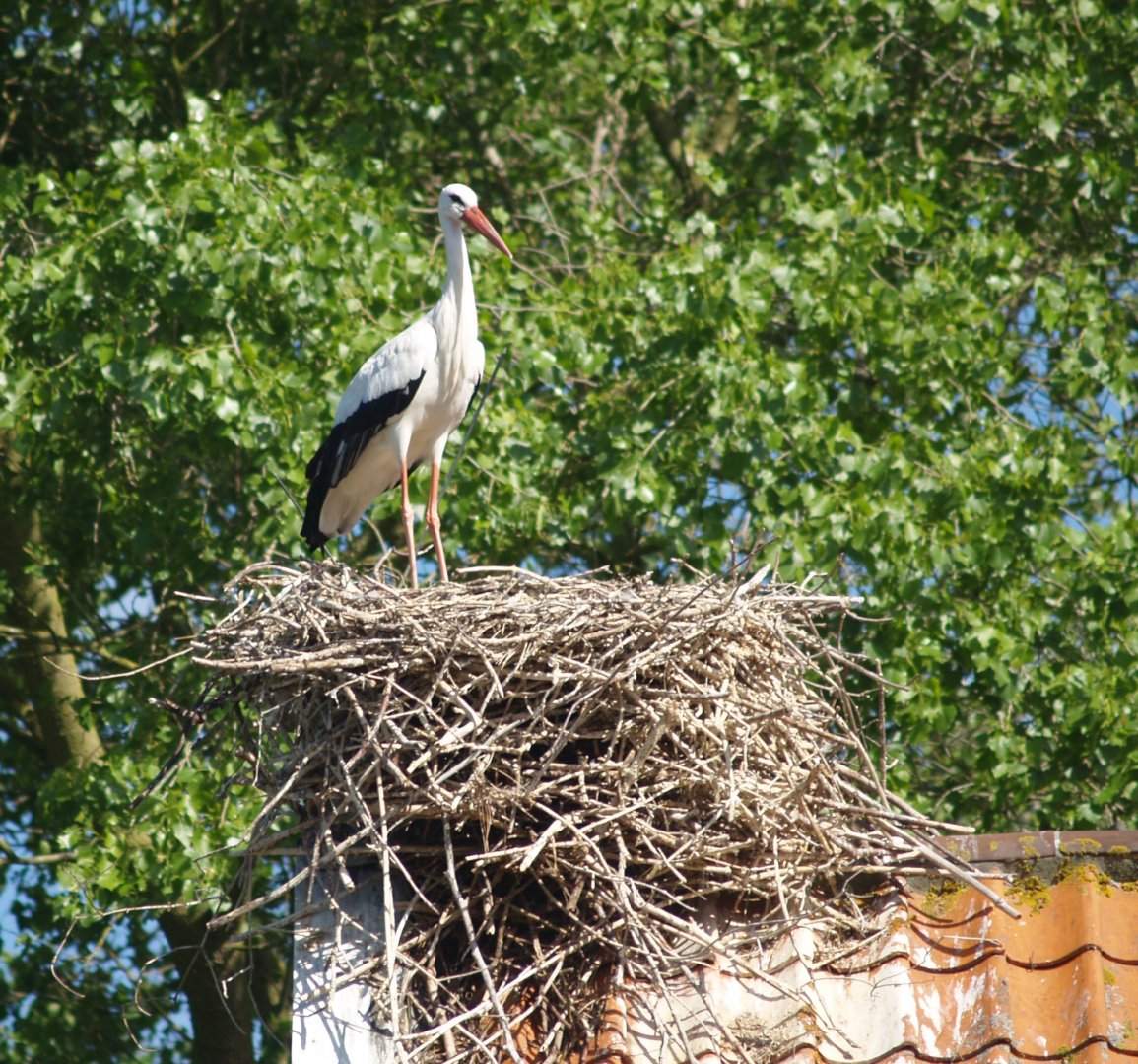 Zwin Nature Reserve - European white stork nest, 2006-07-14