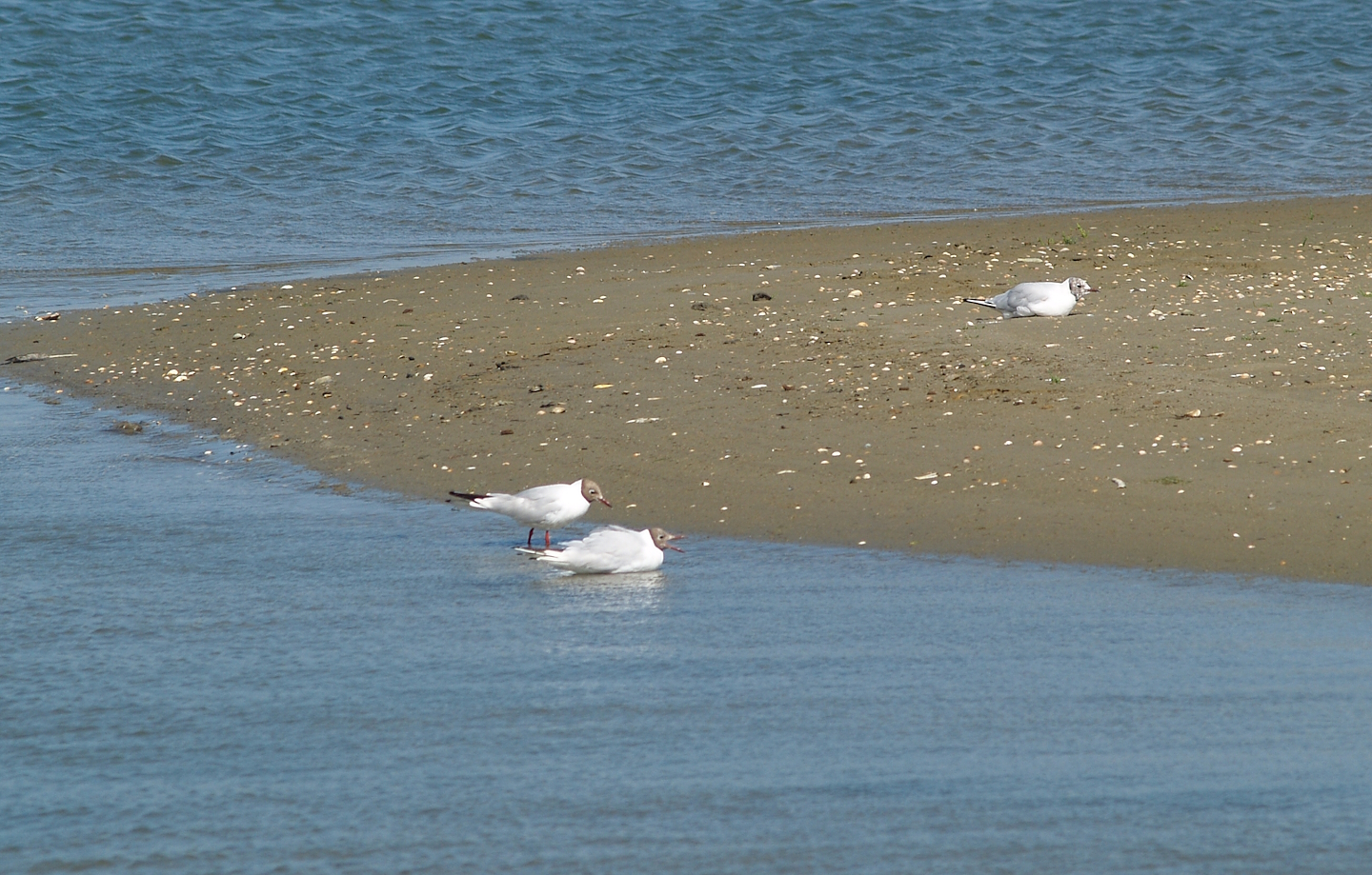 Zwin Nature Reserve - Wild Black-headed gulls (Chroicocephalus ridibundus), 2006-07-14