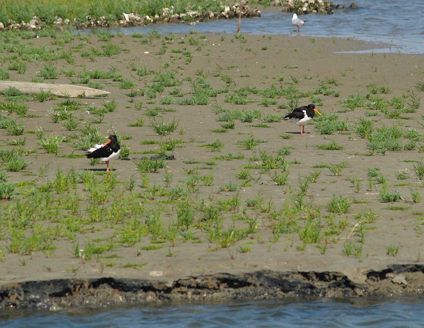 Zwin Nature Reserve -Wild Eurasian oystercatchers (Haematopus ostralegus), 2006-07-14