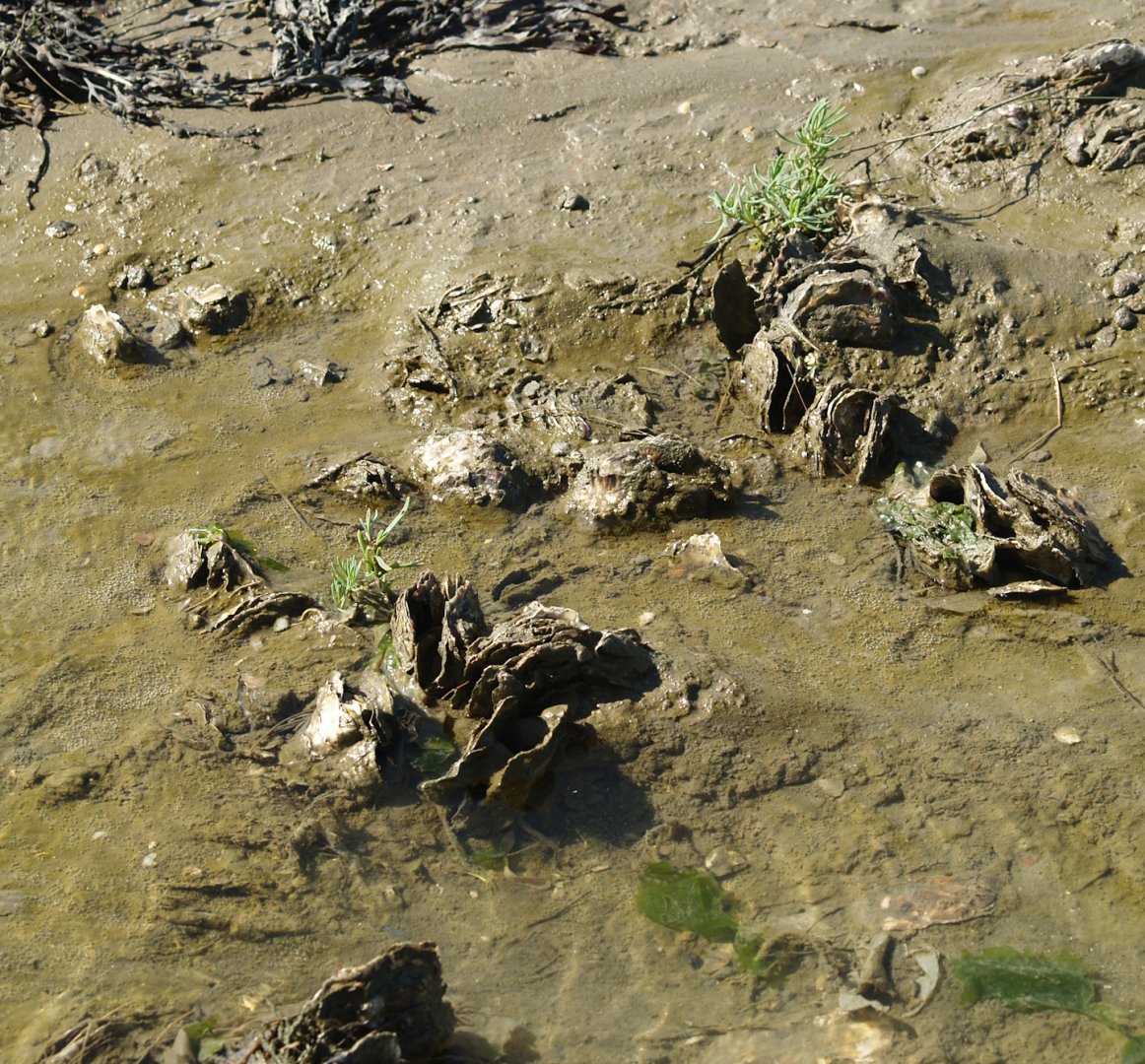 Zwin Nature Reserve - Wild Japanese oysters (Magallana gigas), 2006-07-14