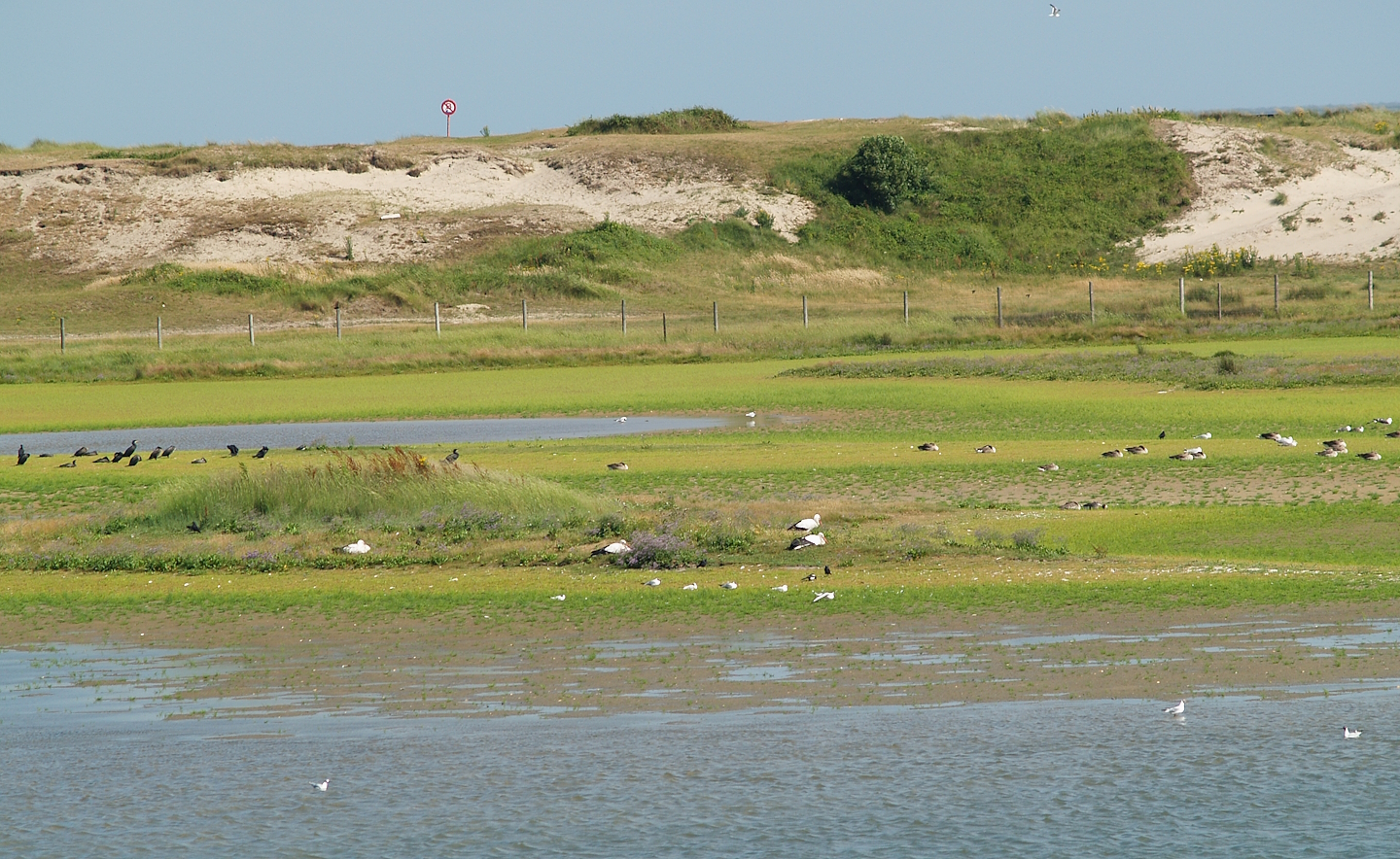 Zwin Nature Reserve - Zwin plains, 2006-07-14