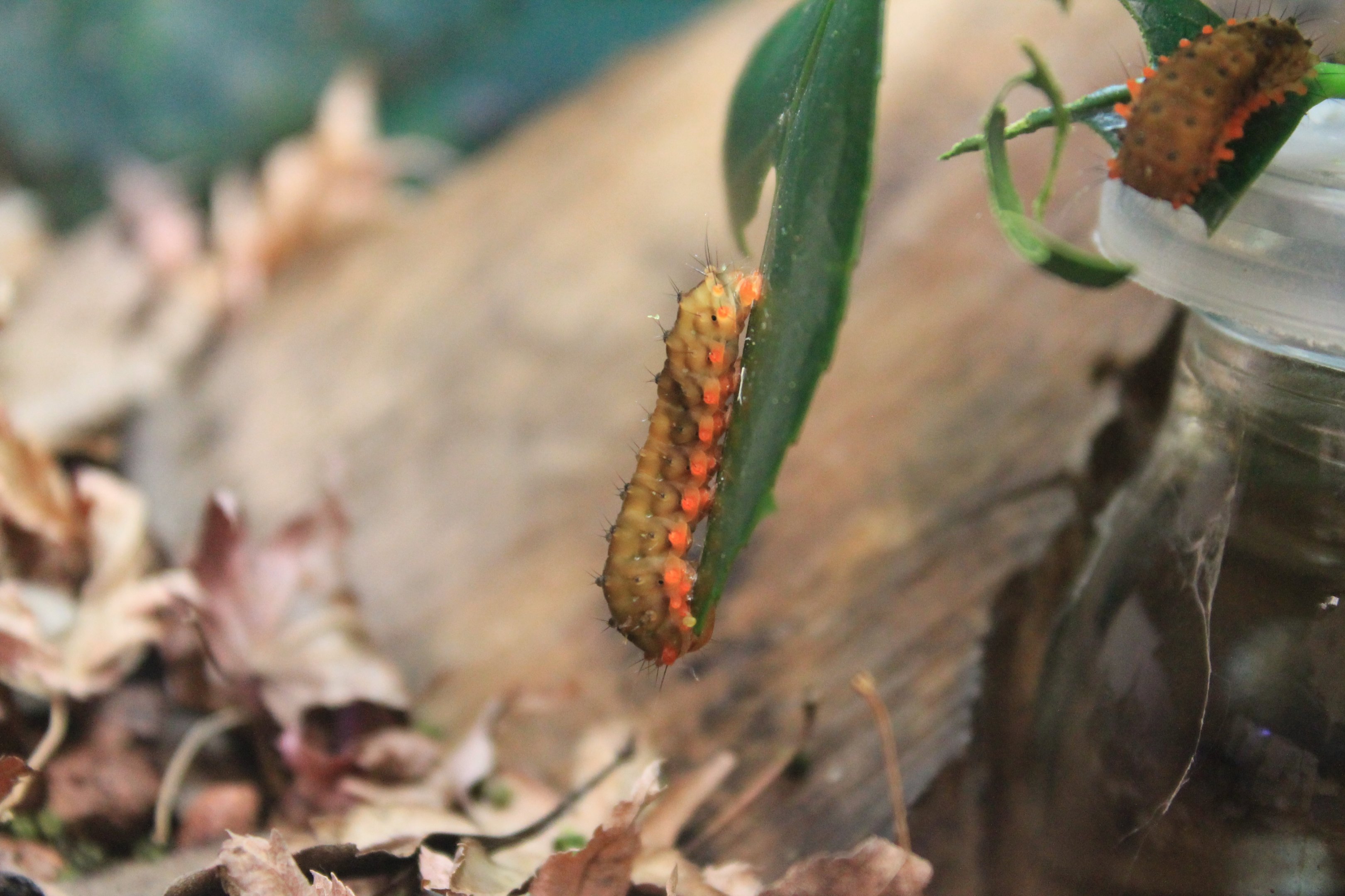 Zygaenid Caterpillar (Eterusia aedea)