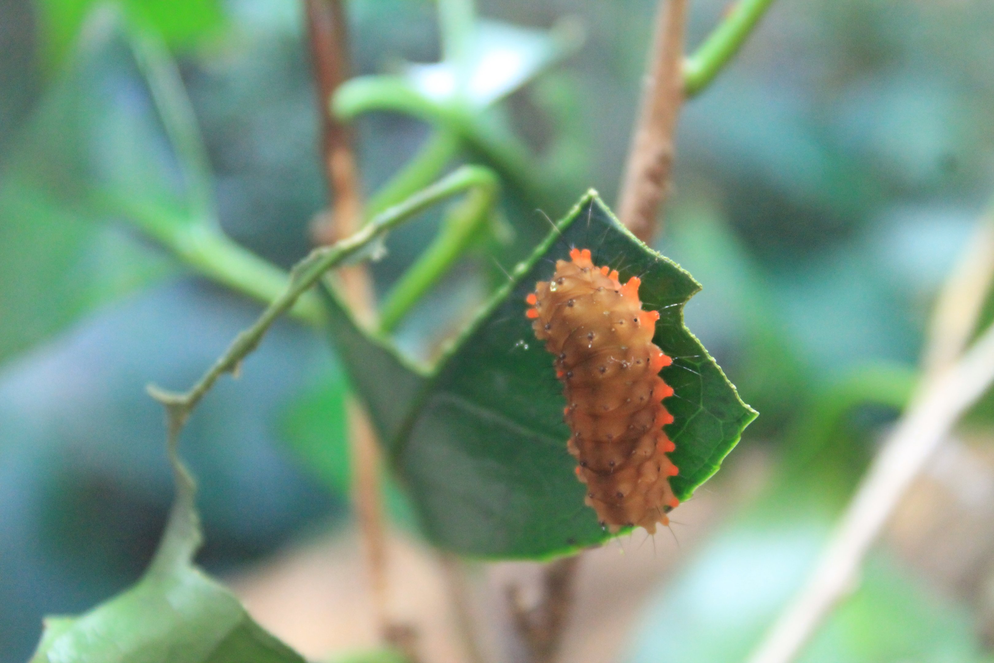 Zygaenid Caterpillar (Eterusia aedea)