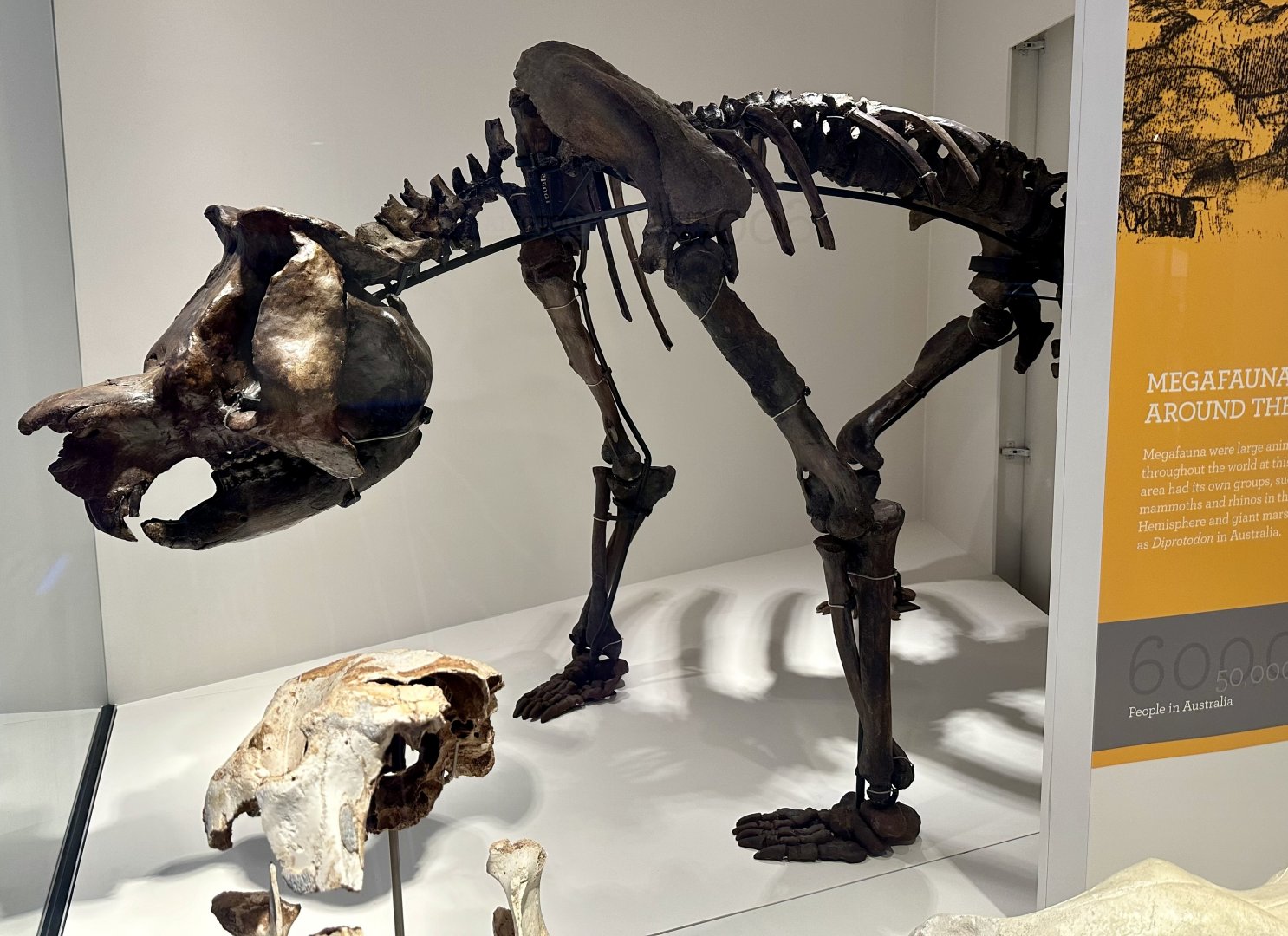 Zygomaturus trilobus