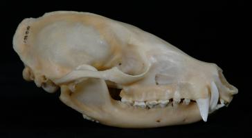 coatiskull.jpg
