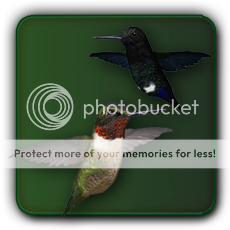 HUMMINGBIRDS1.png