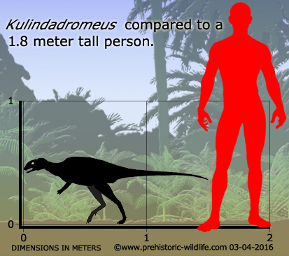 kulindadromeus-size.jpg