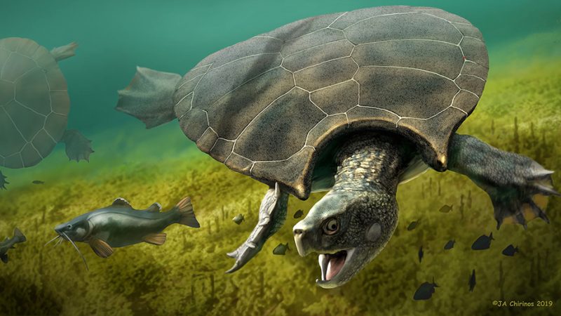 prehistoric-turtle-illustration-e1581715454193.jpg