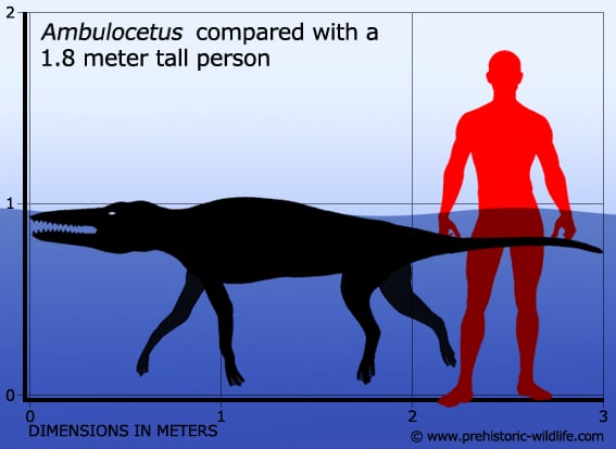 ambulocetus-size.jpg