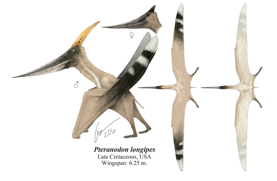 Pteranodon-longiceps-1.jpg