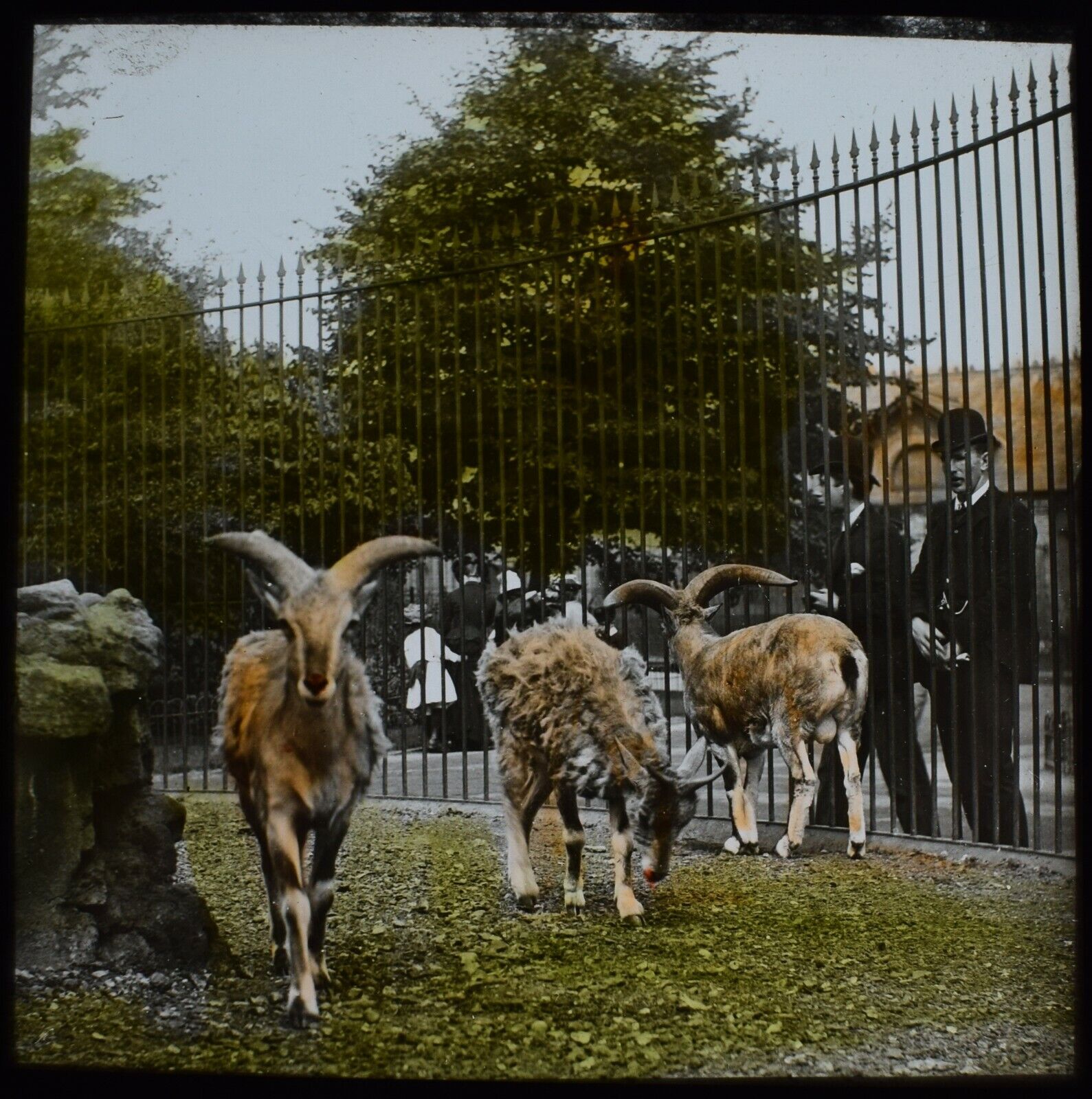 10-sheep-3-jpg.366247