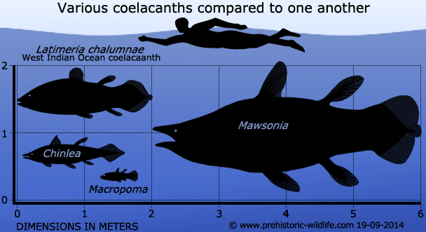 coelacanth-size-comparison.jpg