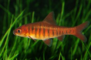 Barbus%20fasciolatus.JPG