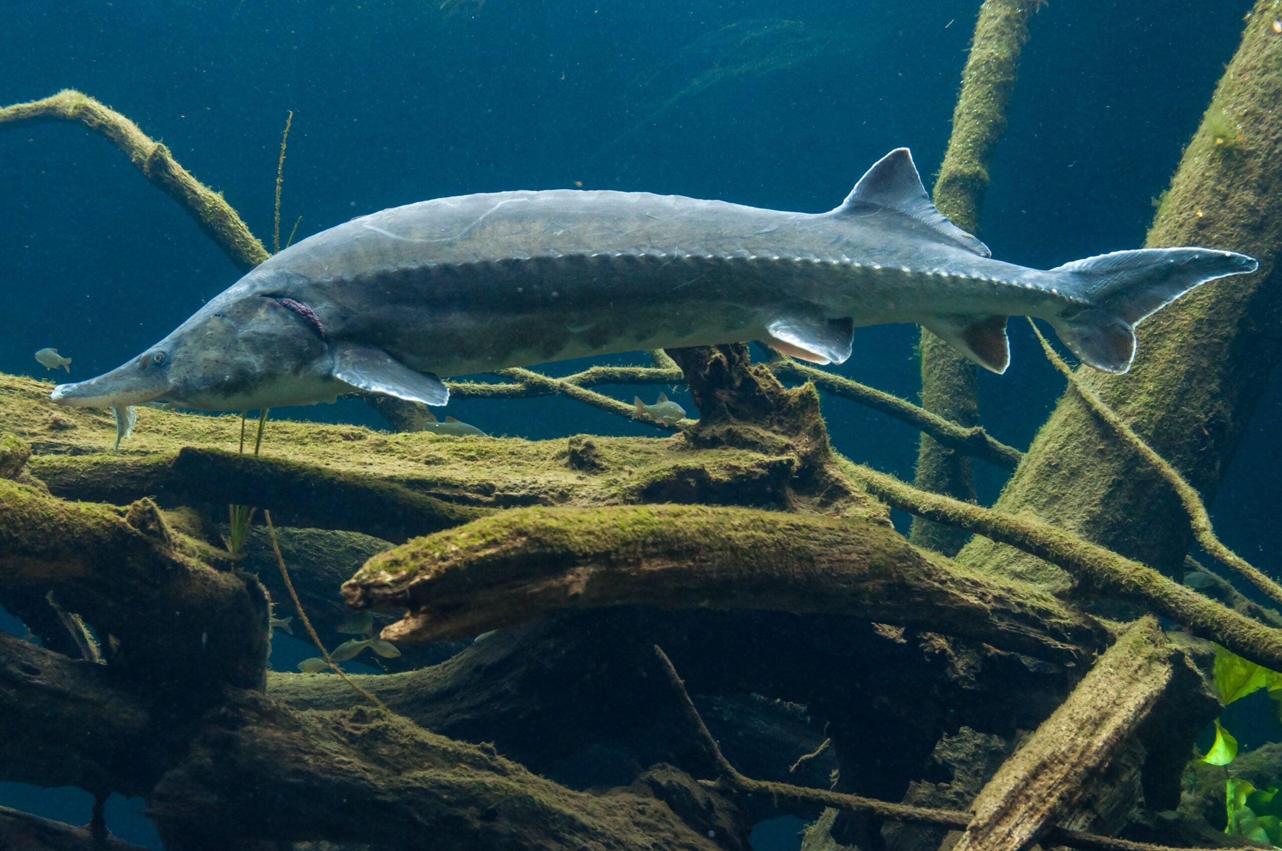 beluga_sturgeon-scaled.jpg