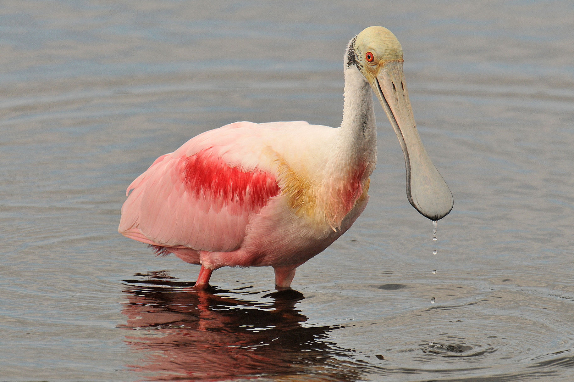 Roseate-Spoonbill.jpg