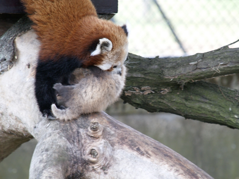RedPandaAndCub_7236722.JPG