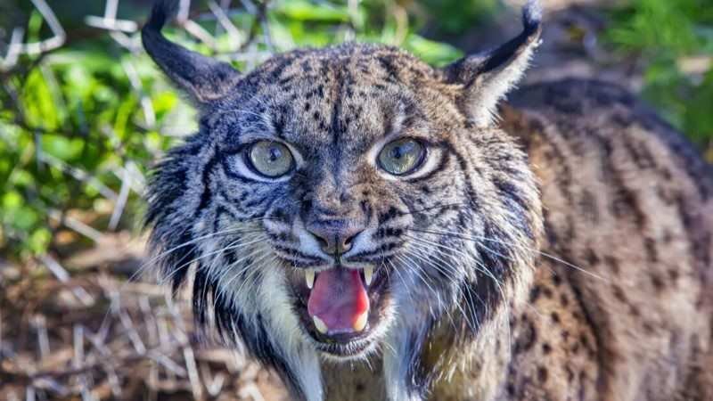 lince-24-12-09.jpg
