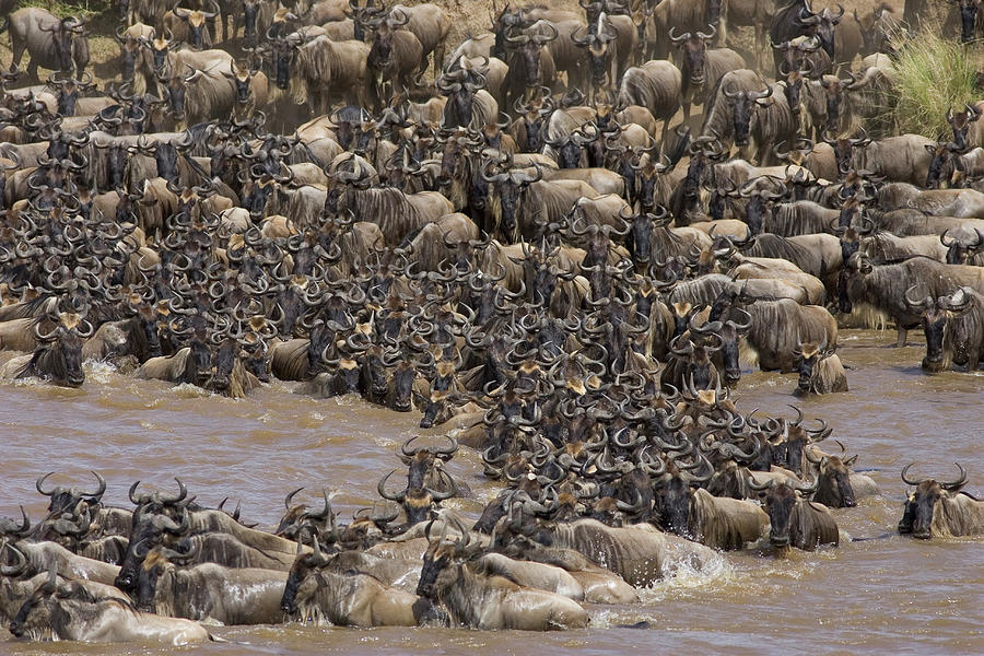blue-wildebeest-migration-suzi-eszterhas.jpg