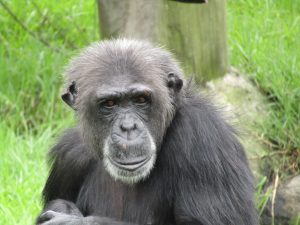 New-chimp-Hannah-300x225.jpg
