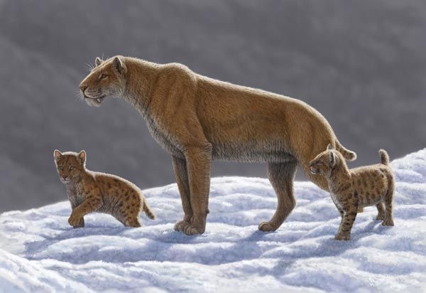 main-qimg-a002d290c22a6dcdb57fbce44cdb7ce2