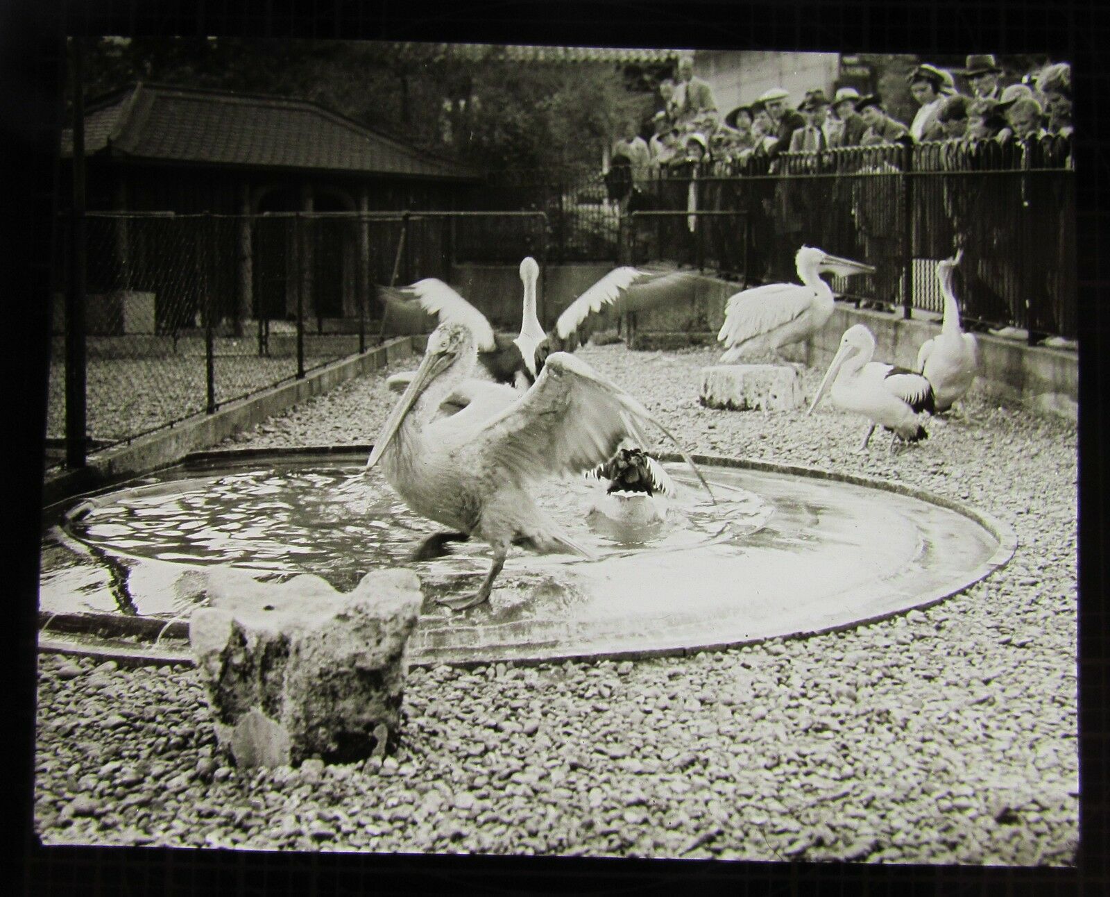 18-pelicans-12-jpg.385952