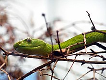 220px-Green_mamba_3.jpg
