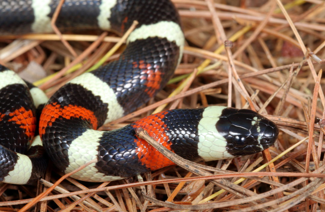 Pueblan-Milk-Snake-2.png