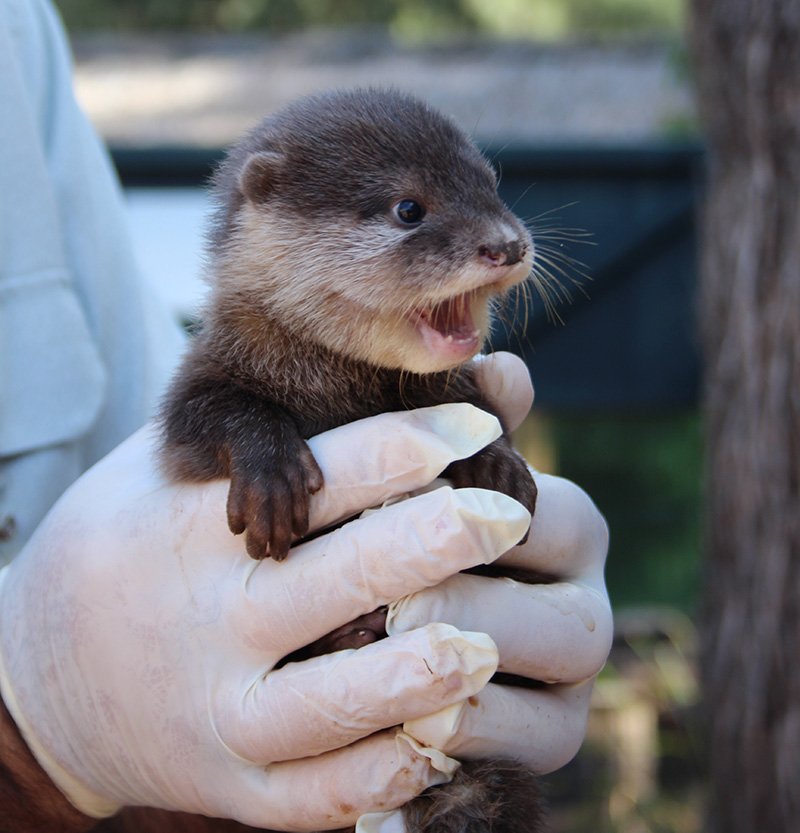 Otter-pups_6.3.15_MT-4.jpg