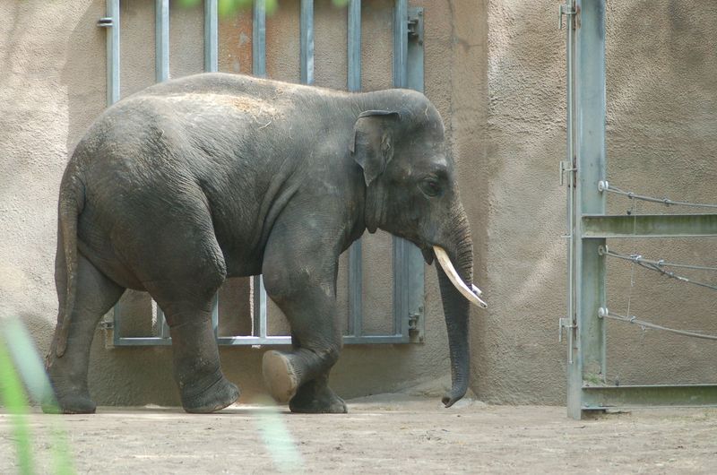 RotterdamZoo_Timber_Stolk_05142007.jpg
