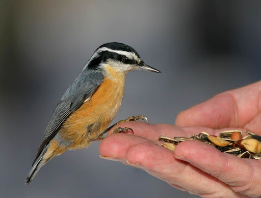 Red-breastedNuthatch.jpg