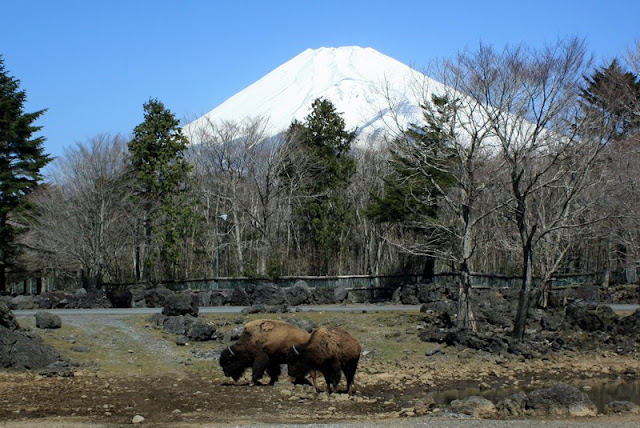 Bison+fuji+02.jpg