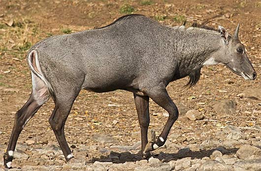 nilgai-hike.jpg