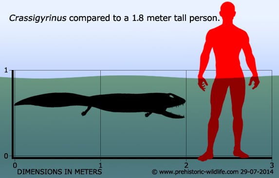crassigyrinus-size.jpg