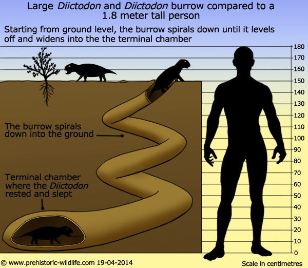 diictodon-burrow-size.jpg