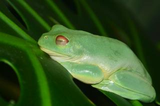 Litoria%20chloris.JPG