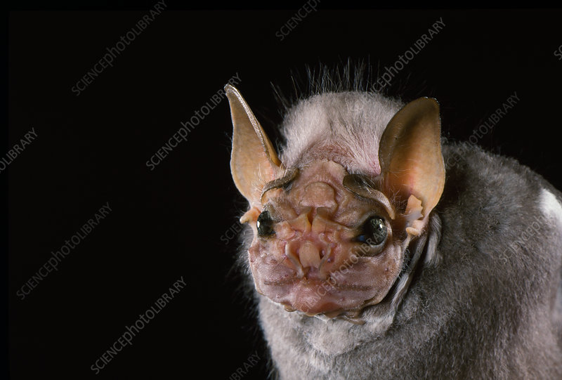 C0500686-Wrinkle-faced_Bat,_Centurio_senex.jpg