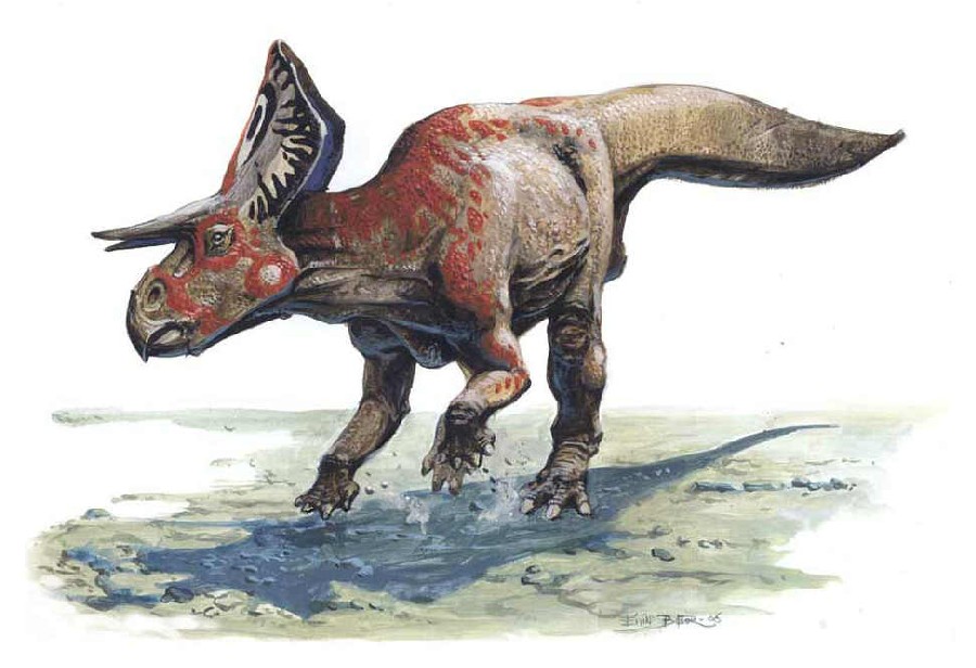 zuniceratops_4ea4.jpg