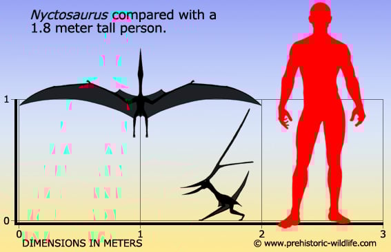 nyctosaurus-size.jpg