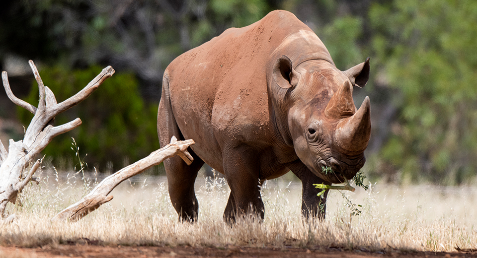 Black-Rhino-blog.jpg