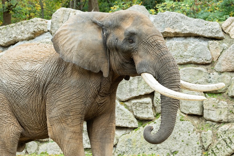 pa_tembo1_animal_detail_801.jpg