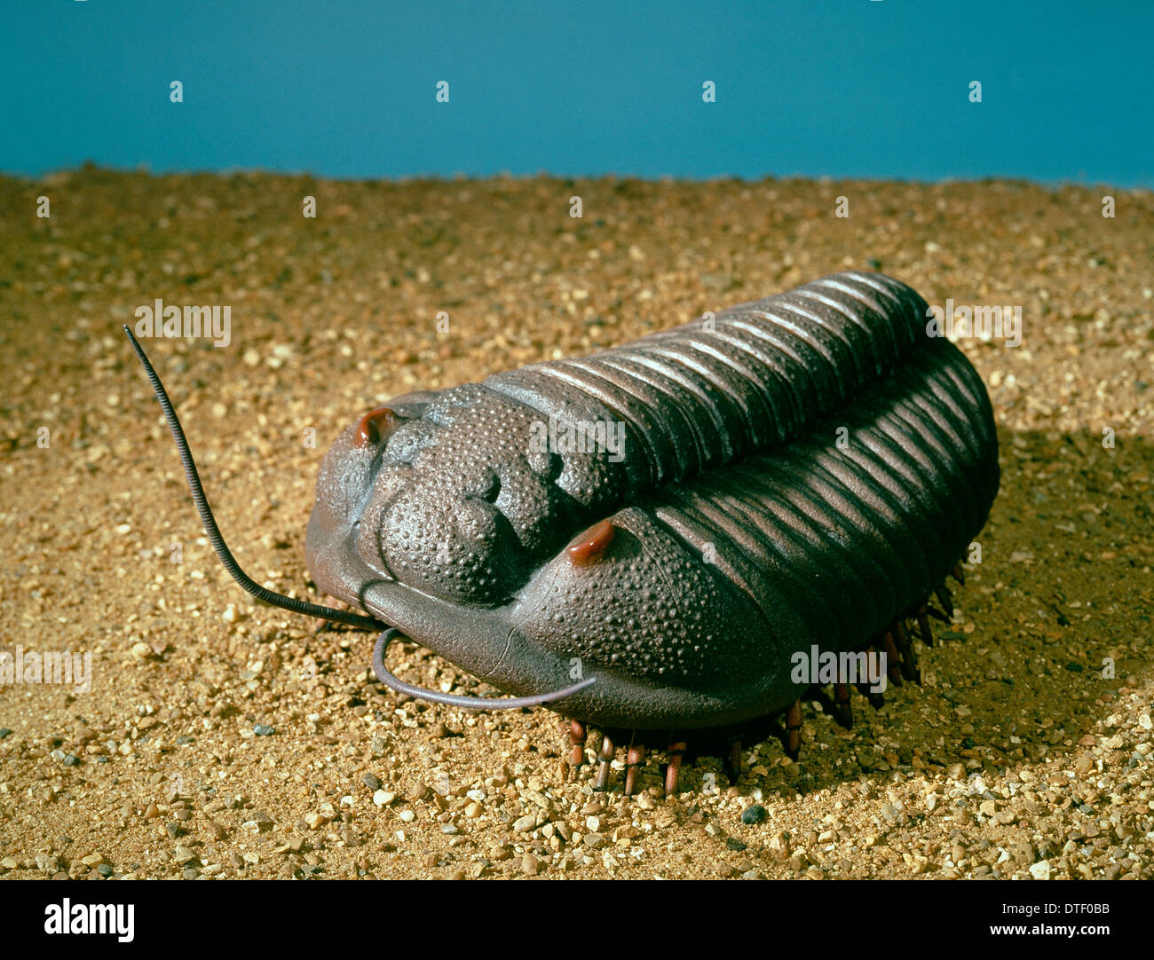 calymene-blumenbachii-trilobite-model-DTF0BB.jpg