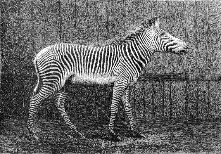 Equus_grevyi_1882_%28a%29.jpg