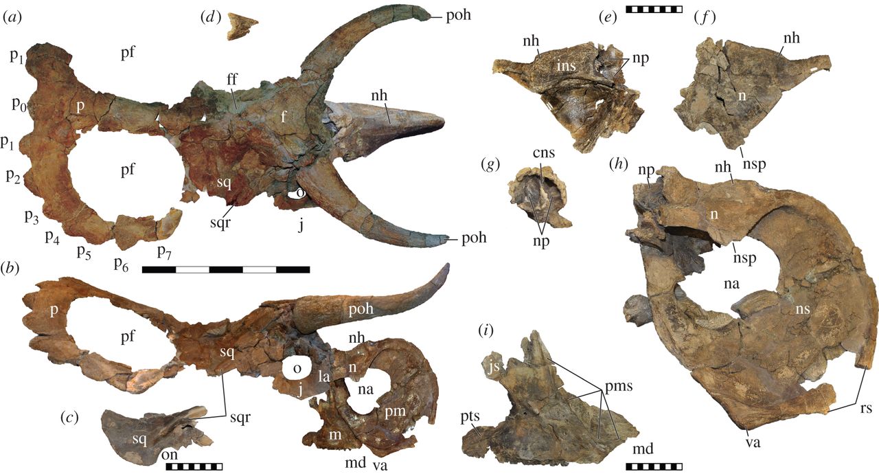 Nasutoceratops_holotype.jpg