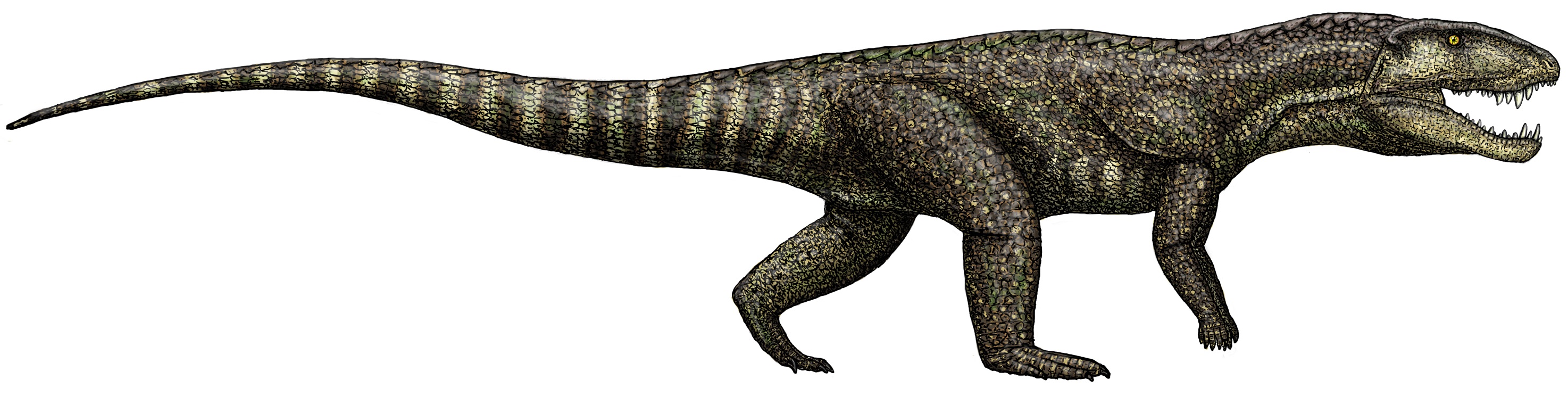 Postosuchus_kirkpatricki_flipped.jpg
