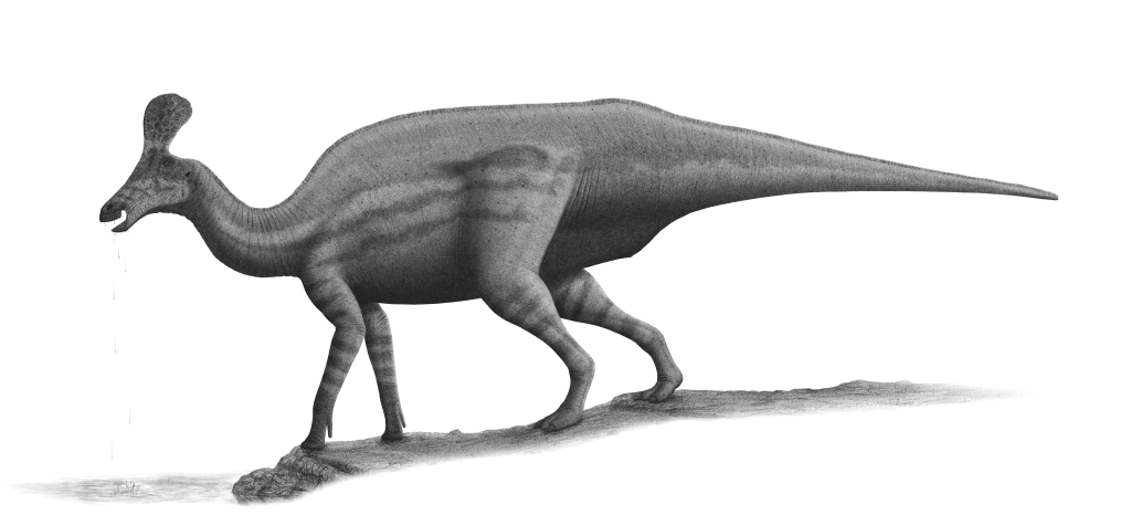Tsintaosaurus-spinorhinus-steveoc86.png